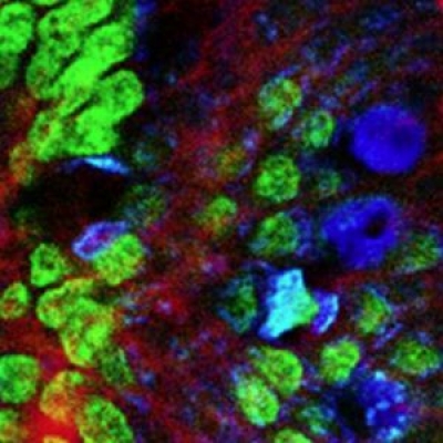 熒光濾光片里面說(shuō)的熒光是什么光？